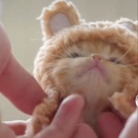 cat lovers (@thebestcats100) 's Twitter Profile Photo cat lovers (@thebestcats100) 's Twitter Profile Photo