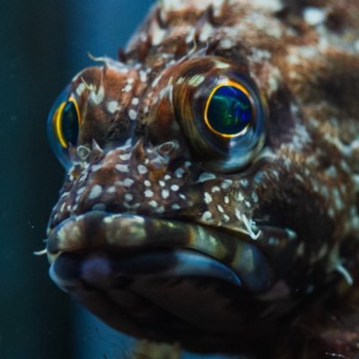 IkimonoBoy's profile picture. 生き物好きな人