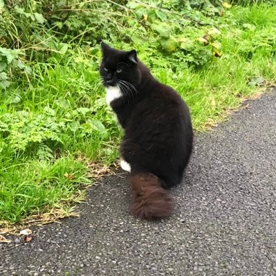 The Cats strutting their stuff on the Comber Greenway 🚊