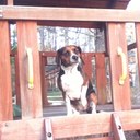 Mitchell Morrissey - @baconator325 - Twitter