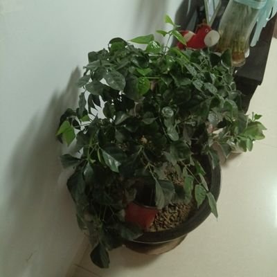 zhngsfn1239245's profile picture. 