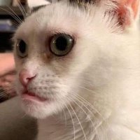cha (@zero_night_one) 's Twitter Profile