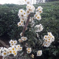 Tugce (@tueasudemrtzglu) 's Twitter Profile