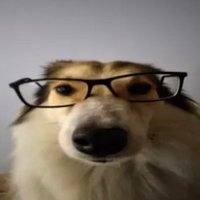 ollie (@midwestwoofs) 's Twitter Profile Photo ollie (@midwestwoofs) 's Twitter Profile Photo