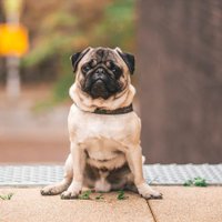 pug official lovers(@pugofficiallove) 's Twitter Profile Photo