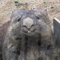 ウォンバット様 Ri 🐨 (@wo_wow_wombat) / X