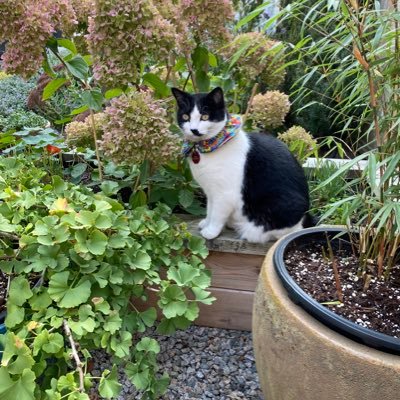 Once a lawyer- now an urban gardener hoping to do a lot with a little (lot). Big fan of the planet and animals.