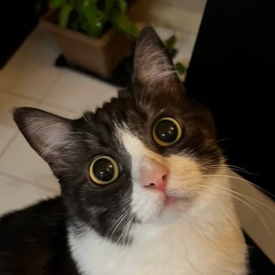 heymasrina's profile picture. I’m a mobile developer. 👋🏻