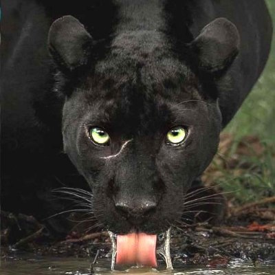 joecoolvette1's profile picture. Veteran U.S. Army - 1st Cav