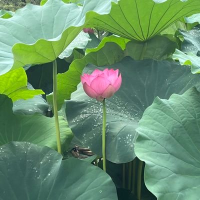 mii_3No4's profile picture. 女風沼った / 23/12/16初施術 / 寂しがり / コミュ障でも繋がりたい / コスプレ興味あり👗 / 最近欲が強い気が…🫣 / アラサー / ぽっちゃり女子🐷 / 歳上、黒髪の短髪が好みです🥰 / お豆腐メンタルの硝子のハート…💔❤️‍🩹