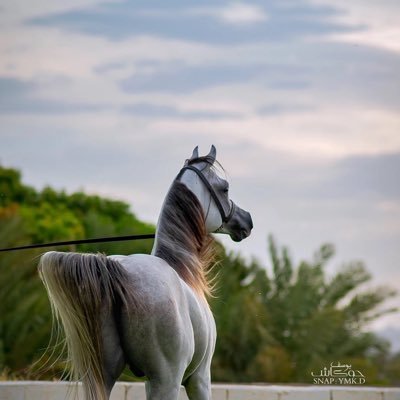 huss__2020's profile picture. ماذا تريد أن تعرف عني ..!؟