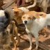 DOGS RESCUE UGANDA ๐บ๐ฌ (@mugisha18410938) Twitter profile photo DOGS RESCUE UGANDA ๐บ๐ฌ (@mugisha18410938) Twitter profile photo
