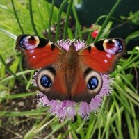 They call me Mongrel (@socraticmeth0d) 's Twitter Profile Photo