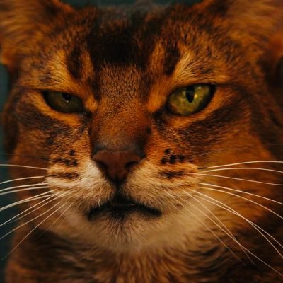 Svetlan23972016's profile picture. 