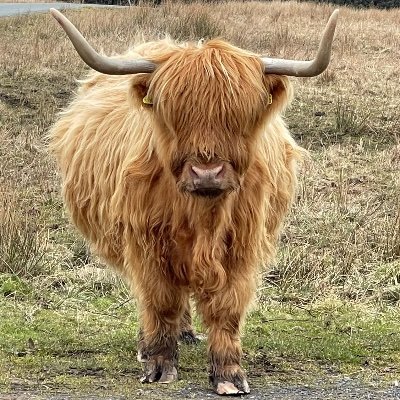 FairlineStuart's profile picture. 