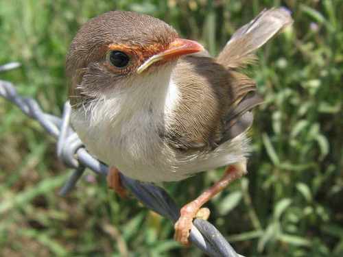 I can't perform an X as a bird. What do you expect a bird to do?