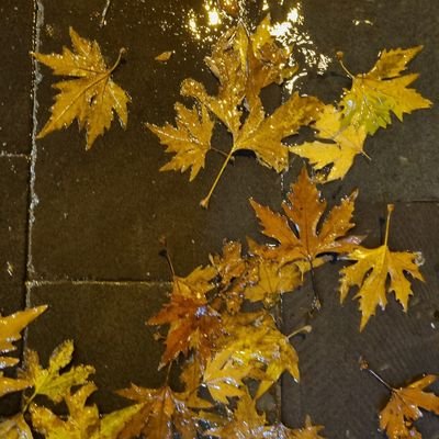 MehmetEfeDepo3's profile picture. 