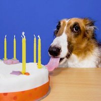 Borzoibot (ON BSKY NOW!) (@borzbot) 's Twitter Profile Photo
