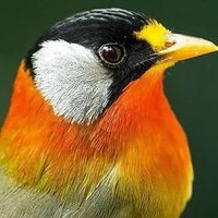 tv (@tao_xin93631) 's Twitter Profile