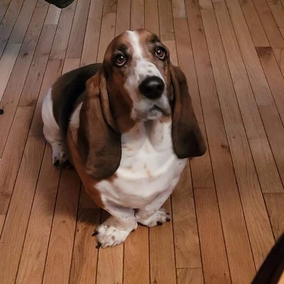 ❤️ Baby Fred the Waffle Loving Basset ❤️