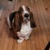 ❤️ Baby Fred the Waffle Loving Basset ❤️ (@fredthebasset2) Twitter profile photo ❤️ Baby Fred the Waffle Loving Basset ❤️ (@fredthebasset2) Twitter profile photo