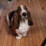 fredthebasset2's profile picture. Counter surfing, waffle loving basset who enjoys making humans a slave to my cuteness. Follow me for a fun filled journey one paw at a time.