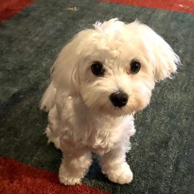 AC5DPdipkBZ0umG's profile picture. おだやかに生きたい。 レブル250／guitar／愛犬マルチーズ・ぴーす