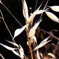 Naomi Tague (@naomi_eco_hydro) 's Twitter Profile