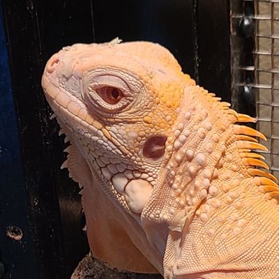 sasatoshsi's profile picture. トカゲ🦎6匹
蛇🐍11匹飼育しています。