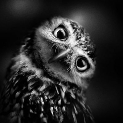 Engineer | Blockchain | Investor | Wildlife | Sports | Music | Politics