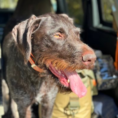 cment's profile picture. I’m housebroken. | Have more pocket knives than IQ | Have eaten stuff that would make Billy goat puke || Heart Attack Chicken pursuer.