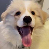 ボーダーコリーのハルト (@400053) Twitter profile photo