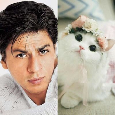 I'm @iamsrk's Fan Girl,Cats Lovers 🐈 ❤❤, Archaeologist🔍,old Id suspended @iamhind2,Owner @teamsrkfcegypt,Muslimah.