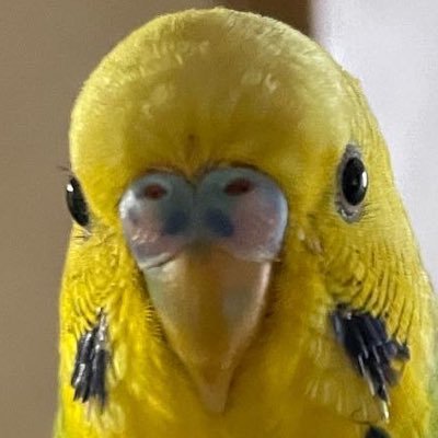 malt_bird Profile Picture