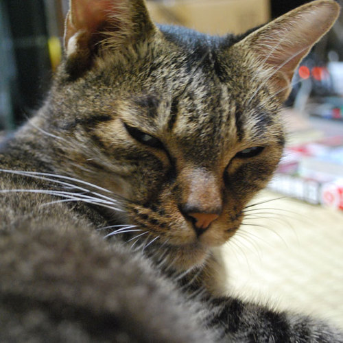 eri_chin's profile picture. ひたすら見てるだけの人（成人済）

バンタン、エナプ、ちいかわ、漫画、アニメ、海ドラ、韓流、映画が好き

最近、たまーに推しのことをポストし始めたりもしたけれども、やっぱりいつも見るだけの人