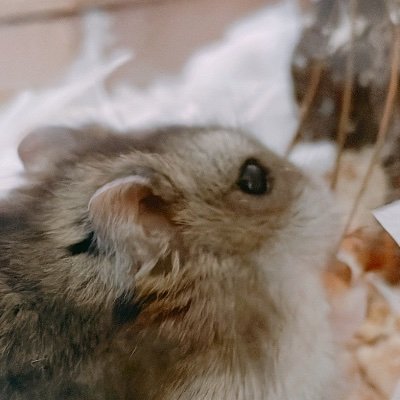 🥜
2022.2.19. 탄생, 울산보호소 방울이네 아가
알람 다 껐어요
