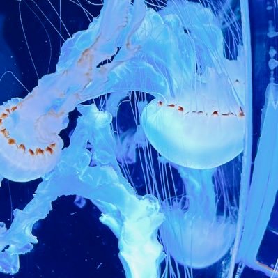 暇な人だよー。これが本垢になるよー。 絵は描けないから適当な写真持ってきただけよ 書籍化したいー 創作アカウントはフォローしていただけるとフォローバックします 変な垢は除く