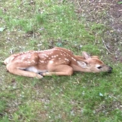 thembothoughts's profile picture. just another gaga stan….. Lust for Life💯