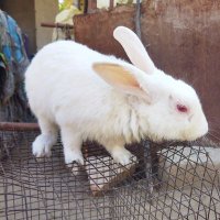 varsha info rabbit care (@laxmanranawat06) 's Twitter Profile