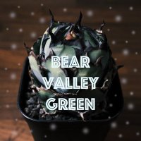 きき@Bear-Valley.Green(@BearValleyGreen) 's Twitter Profile Photo