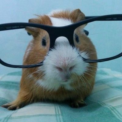 xX_z1m_Xx's profile picture. they/them