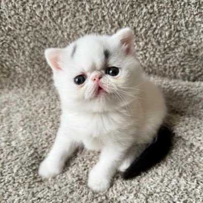 豆大福みたいな猫ふくまるです🦭🌟エキゾチックショートヘアの男の子🚹|2023.10.01🍰 成長日記☺︎♡