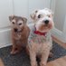 Molly & Ted 🌈2023🌈 (@timjsheard) Twitter profile photo Molly & Ted 🌈2023🌈 (@timjsheard) Twitter profile photo
