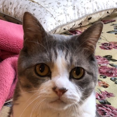 hayan_dev's profile picture. Webエンジニア、 主なスキル：C＃.NET、Azure、Microsoft365、EFCore