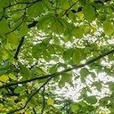 multisampler's profile picture. 