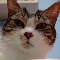 Norte.02 (@iikeru_) 's Twitter Profile