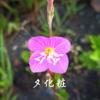 ☆夕化粧☆Oenothera rosea☆(@2018Mumei211) 's Twitter Profile Photo