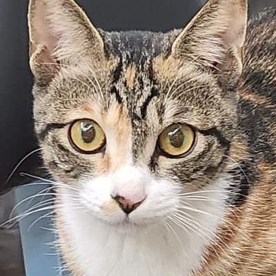 ggongneko Profile Picture