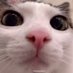 soft fur enthusiast (@ailurocta_) Twitter profile photo soft fur enthusiast (@ailurocta_) Twitter profile photo