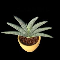 Sansevieria Pakistan(@SansevieriaPAK) 's Twitter Profile Photo